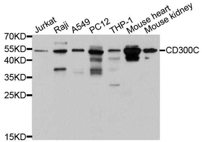 CD300c Antibody in Western Blot (WB)