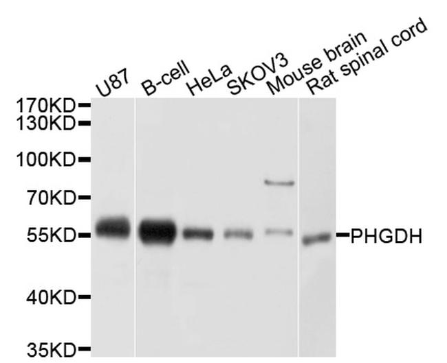 PHGDH Antibody in Western Blot (WB)