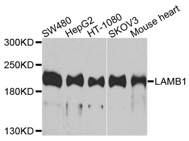 Laminin beta-1 Antibody in Western Blot (WB)