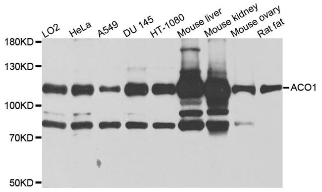 Aconitase 1 Antibody in Western Blot (WB)