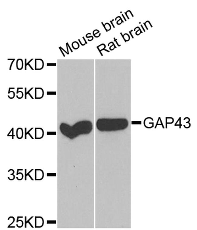 GAP43 Antibody in Western Blot (WB)