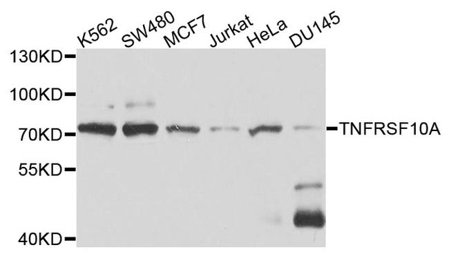 DR4 Antibody in Western Blot (WB)