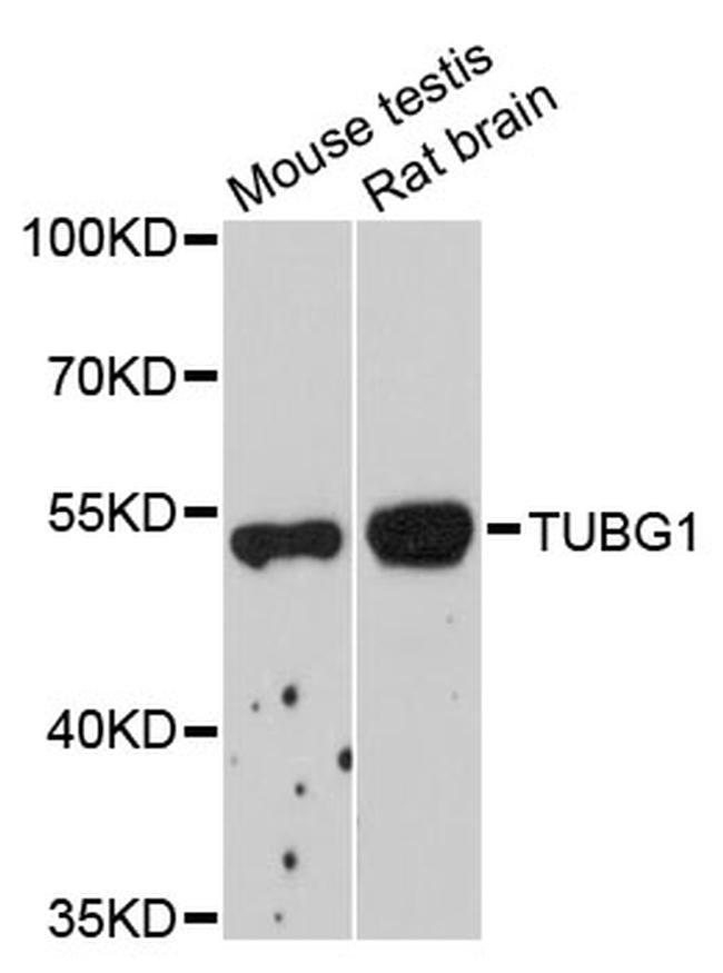 gamma Tubulin Antibody in Western Blot (WB)