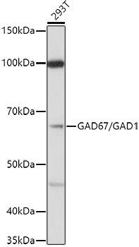 GAD67 Antibody in Western Blot (WB)