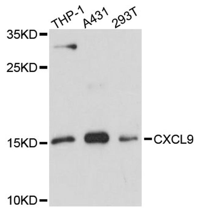 CXCL9 (MIG) Antibody in Western Blot (WB)