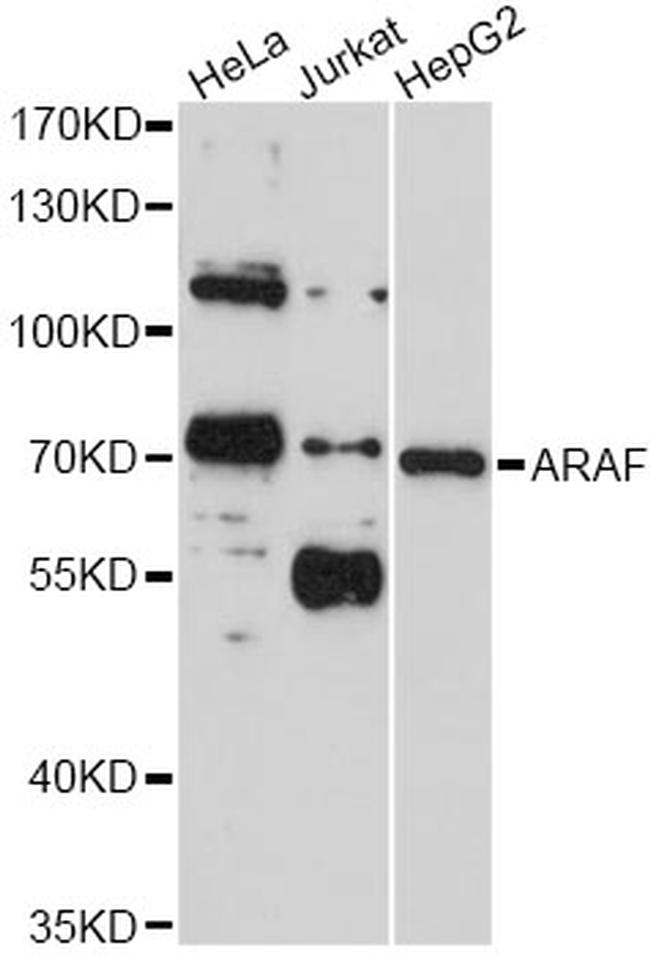 A-Raf Antibody in Western Blot (WB)