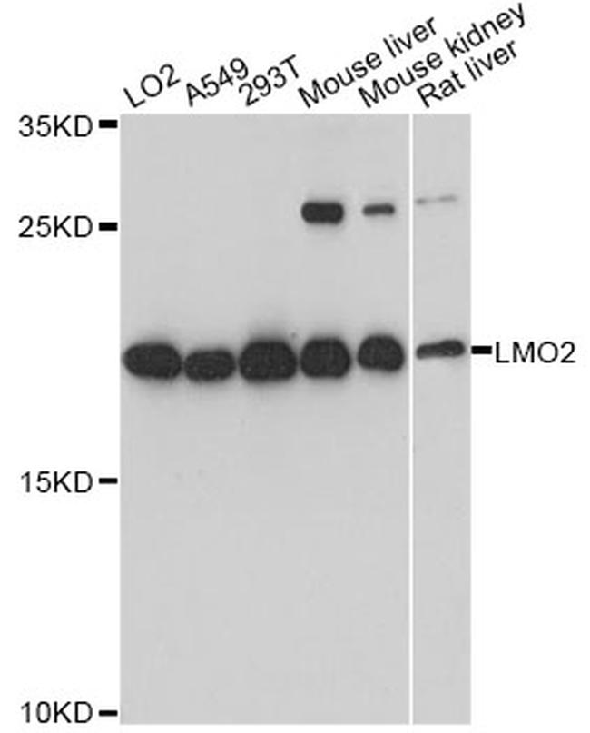 LMO2 Antibody in Western Blot (WB)