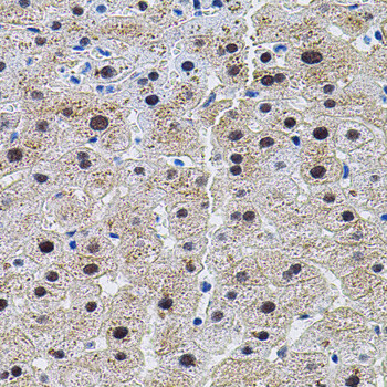 DAP5 Antibody in Immunohistochemistry (Paraffin) (IHC (P))