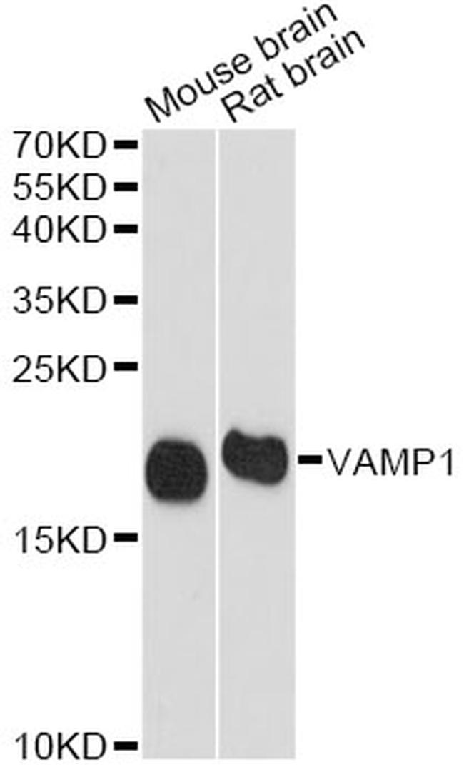 VAMP1 Antibody in Western Blot (WB)