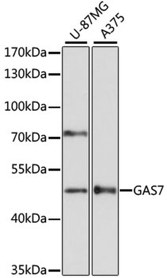 GAS7 Antibody in Western Blot (WB)