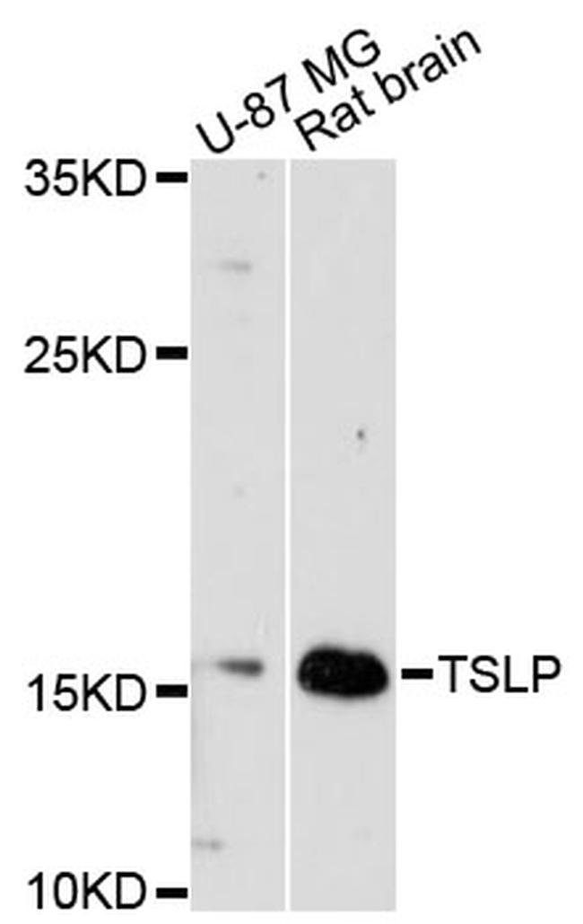 TSLP Antibody in Western Blot (WB)