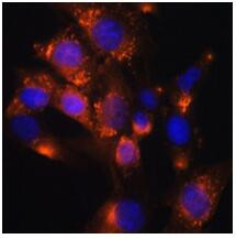 ADFP Antibody in Immunocytochemistry (ICC/IF)