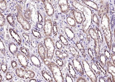 ADSL Antibody in Immunohistochemistry (Paraffin) (IHC (P))