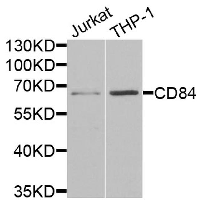 CD84 Antibody in Western Blot (WB)