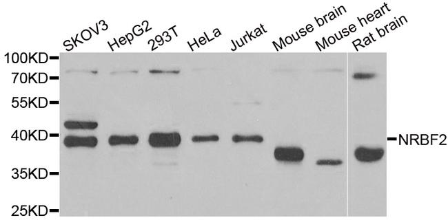 NRBF2 Antibody in Western Blot (WB)