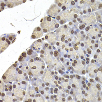 Lamin B2 Antibody in Immunohistochemistry (Paraffin) (IHC (P))