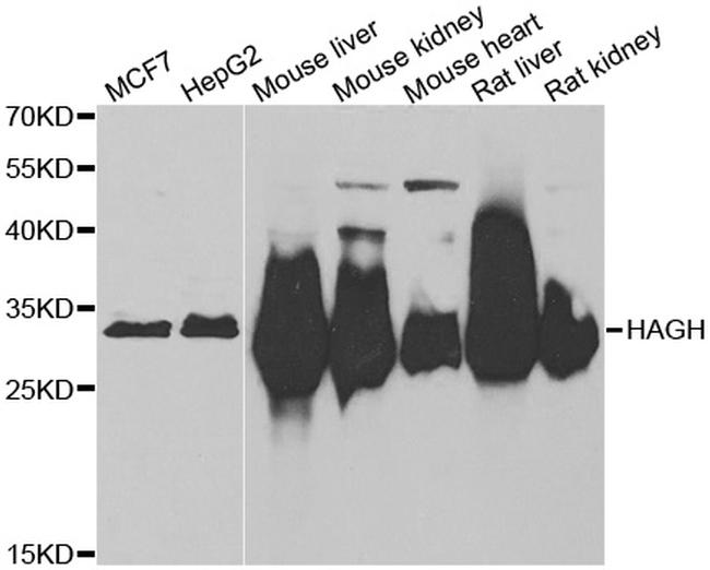 HAGH Antibody in Western Blot (WB)