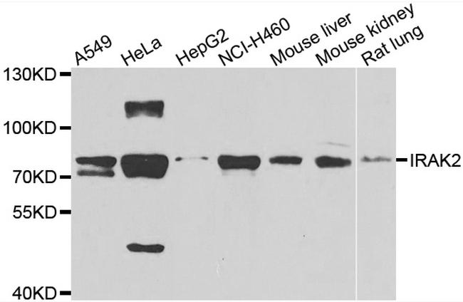 IRAK2 Antibody in Western Blot (WB)