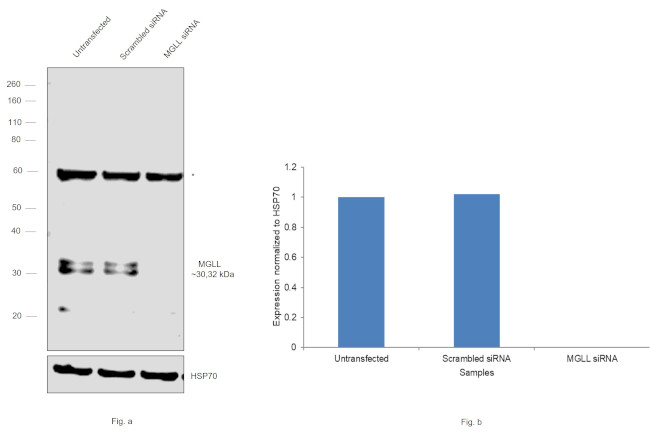 Monoacylglycerol Lipase Antibody in Western Blot (WB)