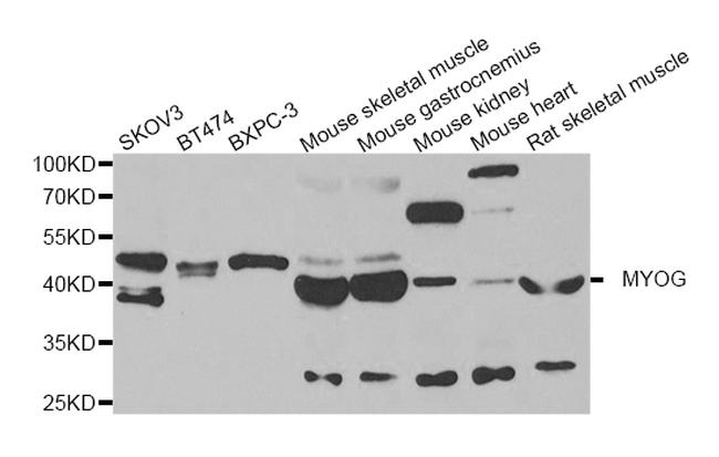 Myogenin Antibody in Western Blot (WB)