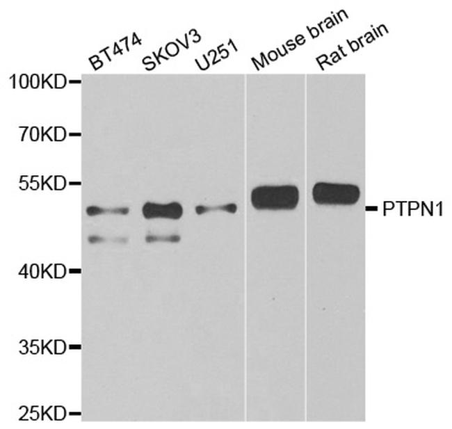 PTP1B Antibody in Western Blot (WB)