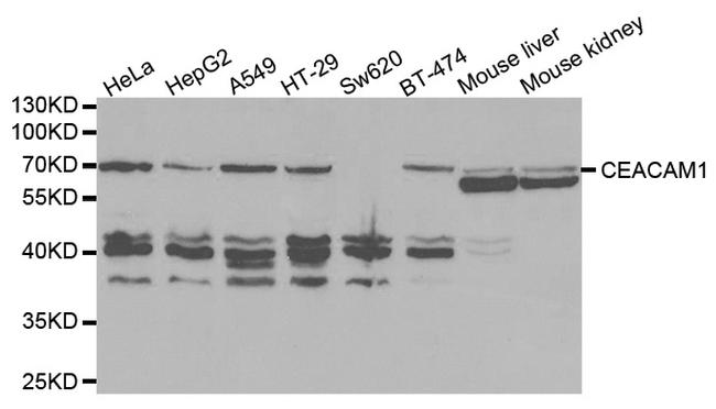 CEACAM1 Antibody in Western Blot (WB)