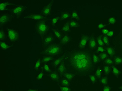 ERCC1 Antibody in Immunocytochemistry (ICC/IF)