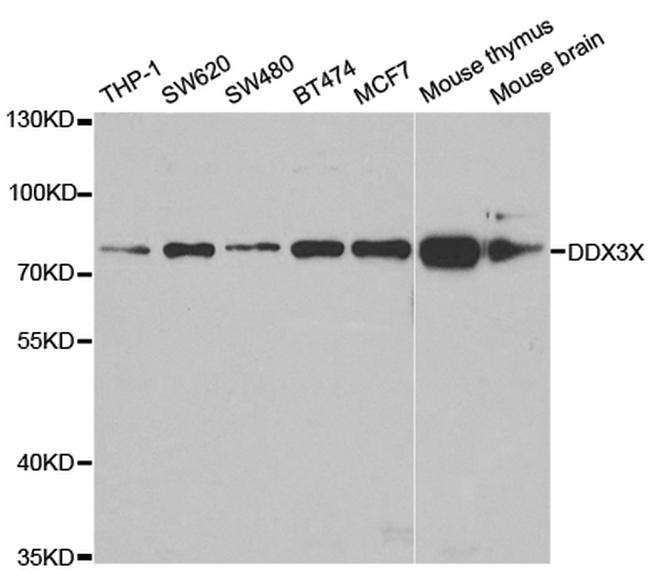 DDX3 Antibody in Western Blot (WB)