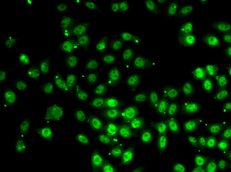 GABPB1 Antibody in Immunocytochemistry (ICC/IF)