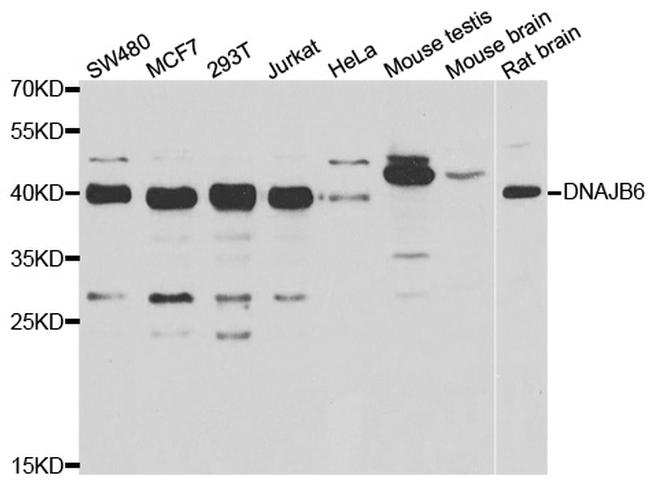 DNAJB6 Antibody in Western Blot (WB)