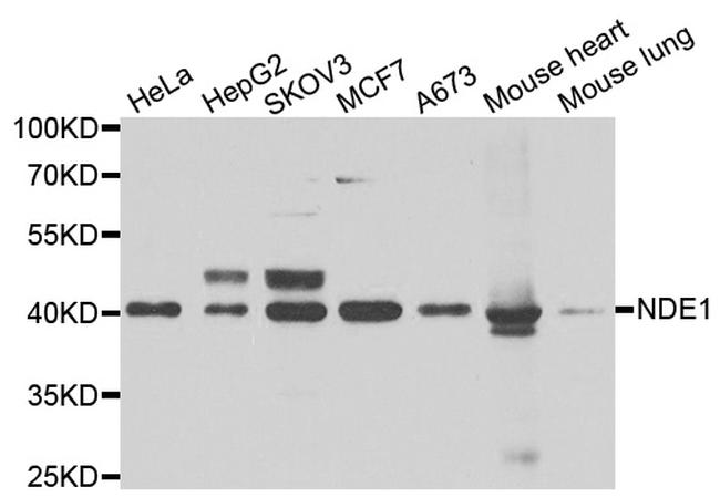 NDE1 Antibody in Western Blot (WB)