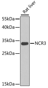 NKp30 Antibody in Western Blot (WB)