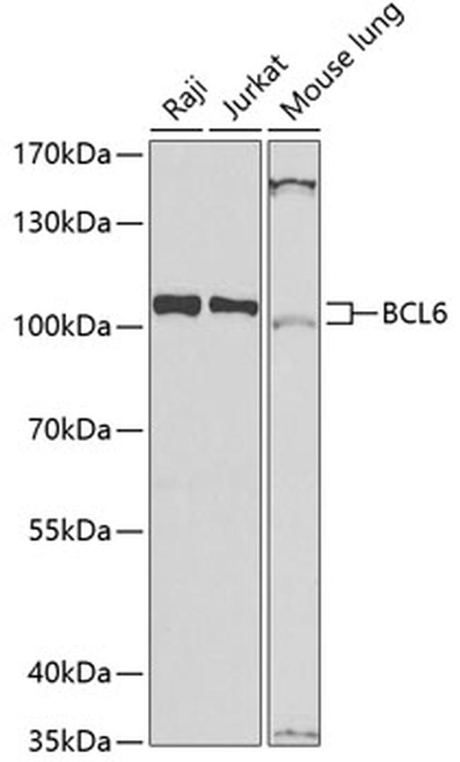 BCL6 Antibody in Western Blot (WB)