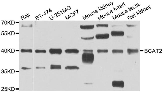 BCAT2 Antibody in Western Blot (WB)