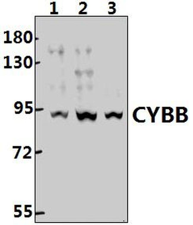 NOX2 Antibody in Western Blot (WB)