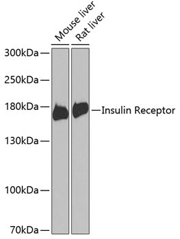 INSR Antibody in Western Blot (WB)