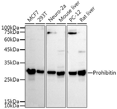 Prohibitin Antibody in Western Blot (WB)