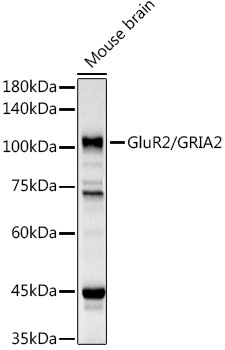 GluR2 Antibody in Western Blot (WB)