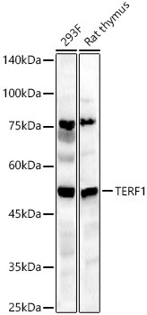 TRF1 Antibody in Western Blot (WB)