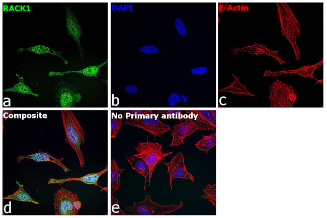 RACK1 Antibody in Immunocytochemistry (ICC/IF)