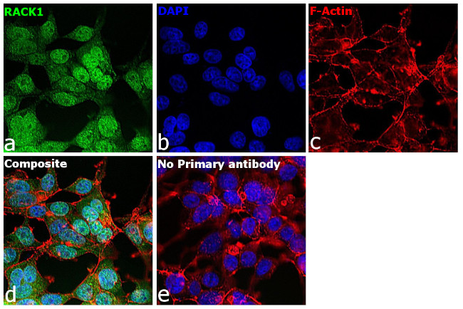 RACK1 Antibody in Immunocytochemistry (ICC/IF)