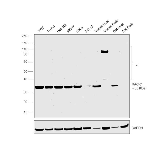 RACK1 Antibody in Western Blot (WB)