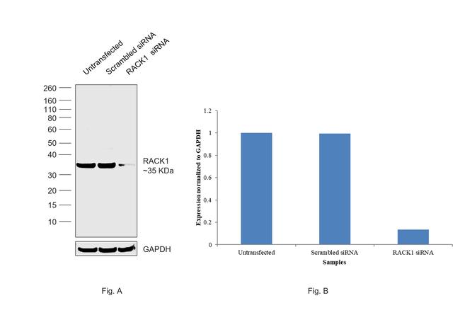 RACK1 Antibody in Western Blot (WB)