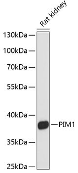 PIM1 Antibody in Western Blot (WB)