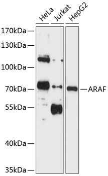 A-Raf Antibody in Western Blot (WB)