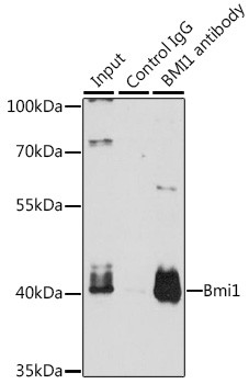 BMI-1 Antibody in Immunoprecipitation (IP)