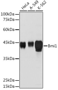 BMI-1 Antibody in Western Blot (WB)