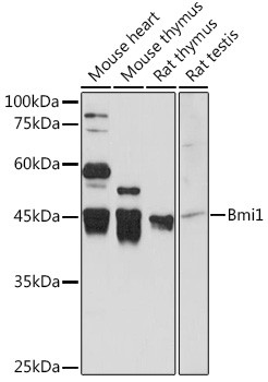 BMI-1 Antibody in Western Blot (WB)