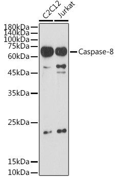 Caspase 8 Antibody in Western Blot (WB)