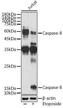 Caspase 8 Antibody in Western Blot (WB)